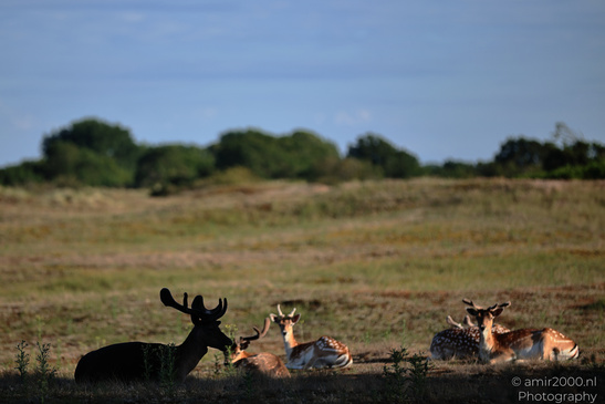 Fallow_Deer_In_Amsterdamse_Waterleidingduinen_Animal_Photography_Nature_Photography_Canon_EOS_R5_Mark_II_2026_001.JPG