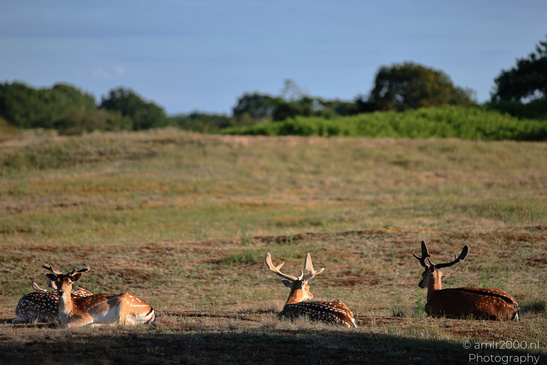 Fallow_Deer_In_Amsterdamse_Waterleidingduinen_Animal_Photography_Nature_Photography_Canon_EOS_R5_Mark_II_2026_002.JPG