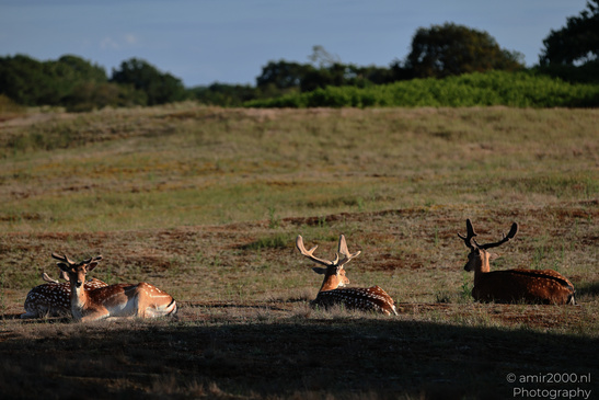 Fallow_Deer_In_Amsterdamse_Waterleidingduinen_Animal_Photography_Nature_Photography_Canon_EOS_R5_Mark_II_2026_003.JPG