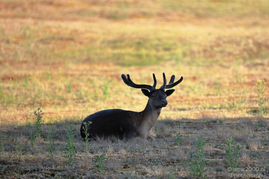 Fallow_Deer_In_Amsterdamse_Waterleidingduinen_Animal_Photography_Nature_Photography_Canon_EOS_R5_Mark_II_2026_004.JPG