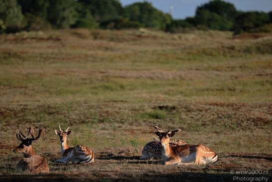 Fallow_Deer_In_Amsterdamse_Waterleidingduinen_Animal_Photography_Nature_Photography_Canon_EOS_R5_Mark_II_2026_005.JPG