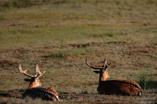 Fallow_Deer_In_Amsterdamse_Waterleidingduinen_Animal_Photography_Nature_Photography_Canon_EOS_R5_Mark_II_2026_006.JPG