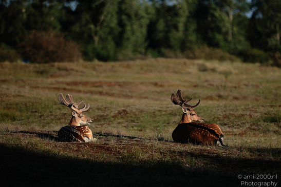 Fallow_Deer_In_Amsterdamse_Waterleidingduinen_Animal_Photography_Nature_Photography_Canon_EOS_R5_Mark_II_2026_007.JPG