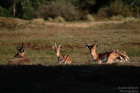 Fallow_Deer_In_Amsterdamse_Waterleidingduinen_Animal_Photography_Nature_Photography_Canon_EOS_R5_Mark_II_2026_008.JPG