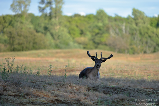 Fallow_Deer_In_Amsterdamse_Waterleidingduinen_Animal_Photography_Nature_Photography_Canon_EOS_R5_Mark_II_2026_009.JPG