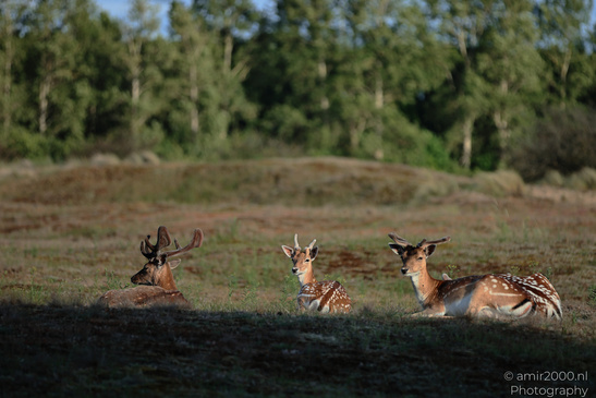 Fallow_Deer_In_Amsterdamse_Waterleidingduinen_Animal_Photography_Nature_Photography_Canon_EOS_R5_Mark_II_2026_010.JPG