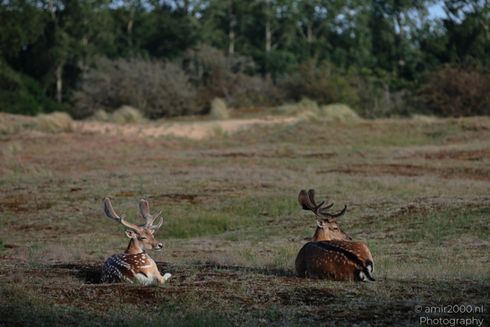 Fallow_Deer_In_Amsterdamse_Waterleidingduinen_Animal_Photography_Nature_Photography_Canon_EOS_R5_Mark_II_2026_011.JPG