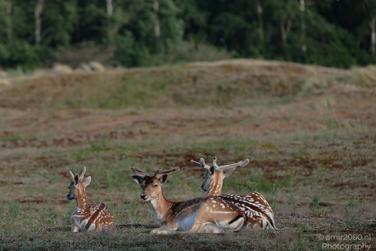 Fallow_Deer_In_Amsterdamse_Waterleidingduinen_Animal_Photography_Nature_Photography_Canon_EOS_R5_Mark_II_2026_012.JPG