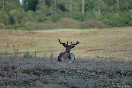 Fallow_Deer_In_Amsterdamse_Waterleidingduinen_Animal_Photography_Nature_Photography_Canon_EOS_R5_Mark_II_2026_013.JPG