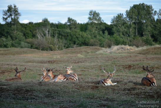 Fallow_Deer_In_Amsterdamse_Waterleidingduinen_Animal_Photography_Nature_Photography_Canon_EOS_R5_Mark_II_2026_014.JPG