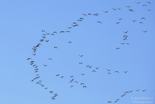 Flamboyance_Flamingo_Flying_Over_Larnaca_Cyprus_Birds_Photography_Nature_Photography_Canon_EOS_R5_Mark_II_2026_001.JPG