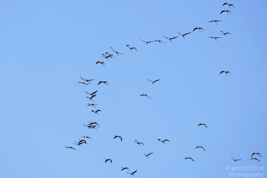 Flamboyance_Flamingo_Flying_Over_Larnaca_Cyprus_Birds_Photography_Nature_Photography_Canon_EOS_R5_Mark_II_2026_002.JPG