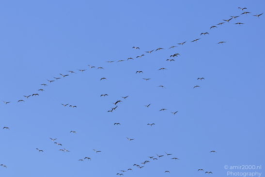 Flamboyance_Flamingo_Flying_Over_Larnaca_Cyprus_Birds_Photography_Nature_Photography_Canon_EOS_R5_Mark_II_2026_003.JPG