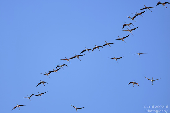 Flamboyance_Flamingo_Flying_Over_Larnaca_Cyprus_Birds_Photography_Nature_Photography_Canon_EOS_R5_Mark_II_2026_004.JPG