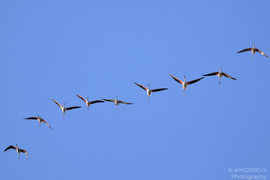 Flamboyance_Flamingo_Flying_Over_Larnaca_Cyprus_Birds_Photography_Nature_Photography_Canon_EOS_R5_Mark_II_2026_005.JPG