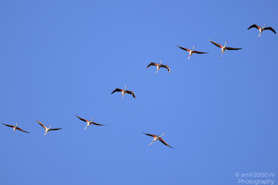 Flamboyance_Flamingo_Flying_Over_Larnaca_Cyprus_Birds_Photography_Nature_Photography_Canon_EOS_R5_Mark_II_2026_006.JPG