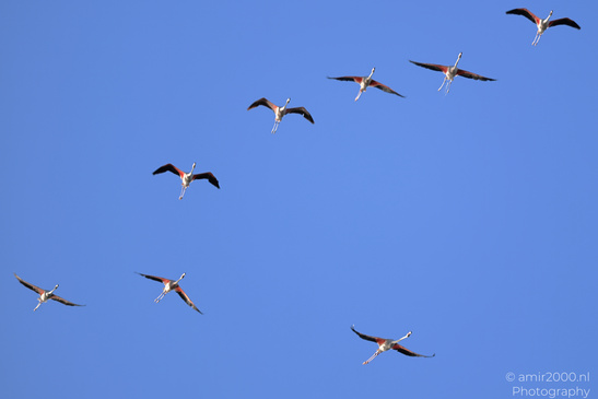 Flamboyance_Flamingo_Flying_Over_Larnaca_Cyprus_Birds_Photography_Nature_Photography_Canon_EOS_R5_Mark_II_2026_007.JPG