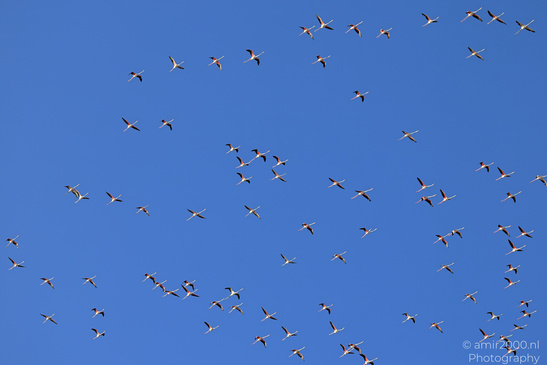 Flamboyance_Flamingo_Flying_Over_Larnaca_Cyprus_Birds_Photography_Nature_Photography_Canon_EOS_R5_Mark_II_2026_008.JPG