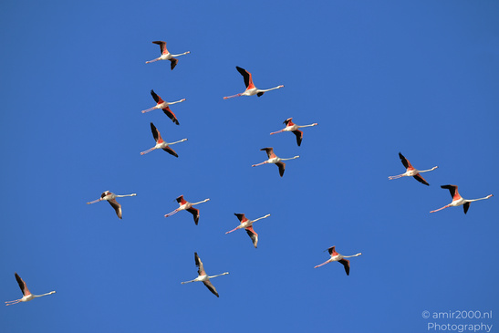 Flamboyance_Flamingo_Flying_Over_Larnaca_Cyprus_Birds_Photography_Nature_Photography_Canon_EOS_R5_Mark_II_2026_009.JPG