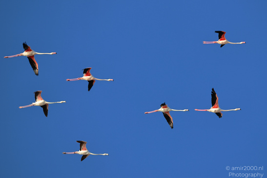 Flamboyance_Flamingo_Flying_Over_Larnaca_Cyprus_Birds_Photography_Nature_Photography_Canon_EOS_R5_Mark_II_2026_010.JPG