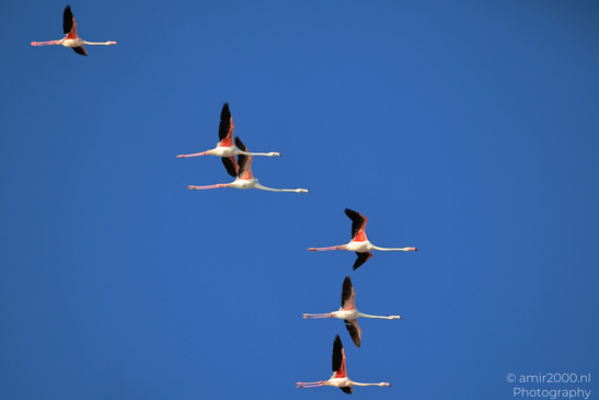 Flamboyance_Flamingo_Flying_Over_Larnaca_Cyprus_Birds_Photography_Nature_Photography_Canon_EOS_R5_Mark_II_2026_011.JPG