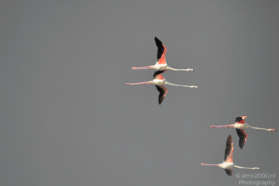 Flamboyance_Flamingo_Flying_Over_Larnaca_Cyprus_Birds_Photography_Nature_Photography_Canon_EOS_R5_Mark_II_2026_012.JPG