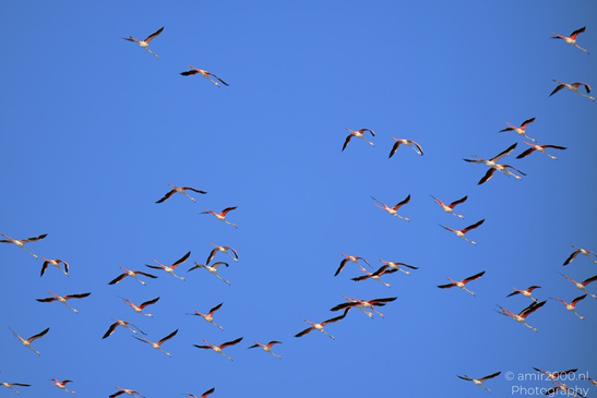 Flamboyance_Flamingo_Flying_Over_Larnaca_Cyprus_Birds_Photography_Nature_Photography_Canon_EOS_R5_Mark_II_2026_013.JPG