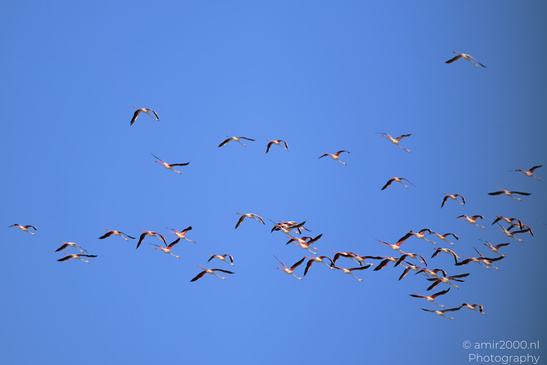 Flamboyance_Flamingo_Flying_Over_Larnaca_Cyprus_Birds_Photography_Nature_Photography_Canon_EOS_R5_Mark_II_2026_014.JPG
