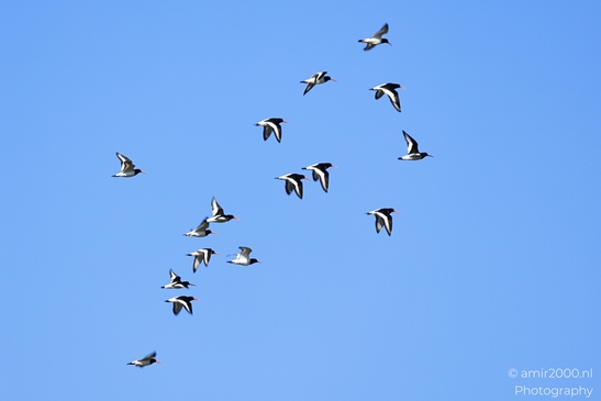 A flock of Eurasian Oystercatchers flying in a V-formation against a clear blue sky. - image from year 2026 #001