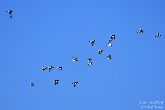 Eurasian Oystercatchers fly across open sky with wings extended. - image from year 2026 #002