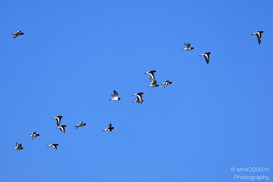 A flock of Eurasian Oystercatchers flying against a clear blue sky. - image from year 2026 #003