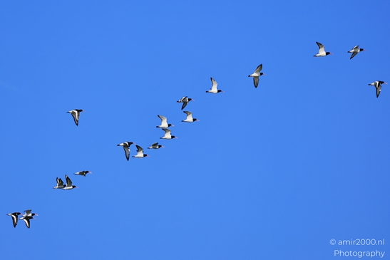 A loose flock of Eurasian Oystercatchers flying against a clear blue sky. - image from year 2026 #004