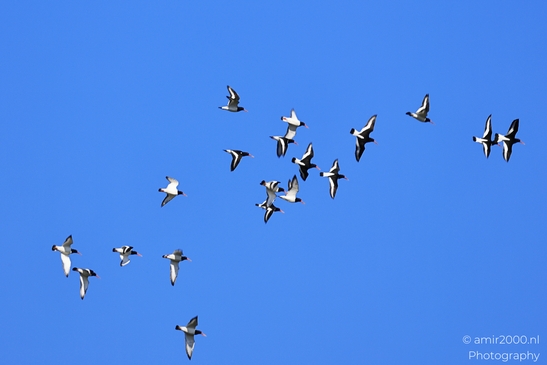 A flock of Eurasian Oystercatchers flying in a clear blue sky. - image from year 2026 #005