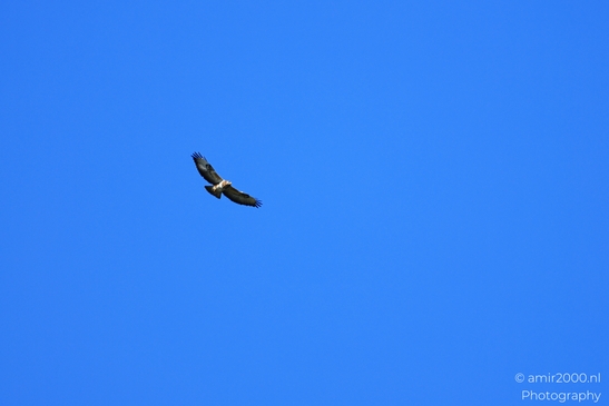 A bird is flying in the sky. - image from year 2026 #001