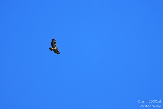 A solitary hawk flies against the clear blue sky. - image from year 2026 #002