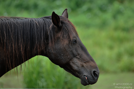 Friesian_Cross_Head_Animal_Photography_Nature_Photography_Canon_EOS_R5_Mark_II_2026_001.JPG