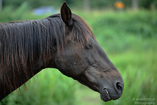 Friesian_Cross_Head_Animal_Photography_Nature_Photography_Canon_EOS_R5_Mark_II_2026_002.JPG