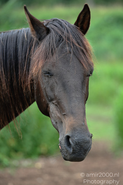 Friesian_Cross_Head_Animal_Photography_Nature_Photography_Canon_EOS_R5_Mark_II_2026_003.JPG