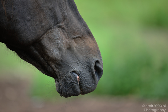 Friesian_Cross_Head_Animal_Photography_Nature_Photography_Canon_EOS_R5_Mark_II_2026_004.JPG