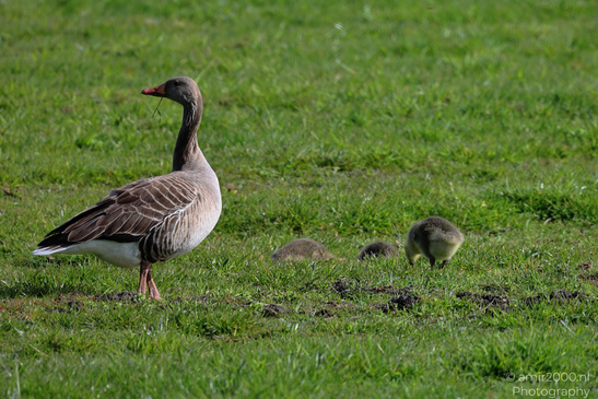 Geese_And_Goslings_Birds_Photography_Nature_Photography_Canon_EOS_R5_Mark_II_2026_001.JPG