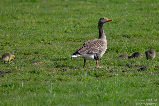Geese_And_Goslings_Birds_Photography_Nature_Photography_Canon_EOS_R5_Mark_II_2026_002.JPG