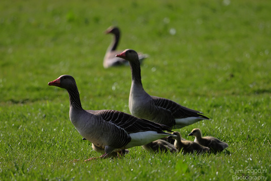 Geese_And_Goslings_Birds_Photography_Nature_Photography_Canon_EOS_R5_Mark_II_2026_003.JPG