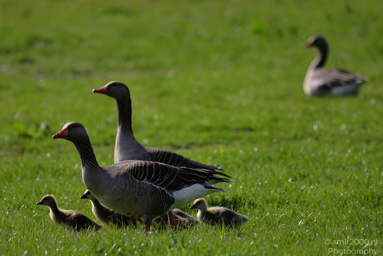 Geese_And_Goslings_Birds_Photography_Nature_Photography_Canon_EOS_R5_Mark_II_2026_004.JPG