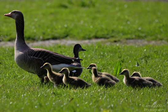 Geese_And_Goslings_Birds_Photography_Nature_Photography_Canon_EOS_R5_Mark_II_2026_005.JPG