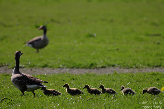 Geese_And_Goslings_Birds_Photography_Nature_Photography_Canon_EOS_R5_Mark_II_2026_006.JPG