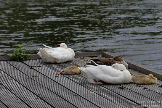 Geese_And_Goslings_Sleeping_On_Wooden_Dock_Birds_Photography_Nature_Photography_Canon_EOS_R5_Mark_II_2026_001.JPG