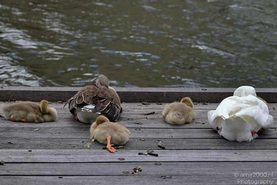 Geese_And_Goslings_Sleeping_On_Wooden_Dock_Birds_Photography_Nature_Photography_Canon_EOS_R5_Mark_II_2026_002.JPG