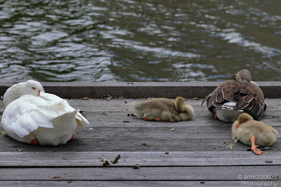 Geese_And_Goslings_Sleeping_On_Wooden_Dock_Birds_Photography_Nature_Photography_Canon_EOS_R5_Mark_II_2026_003.JPG