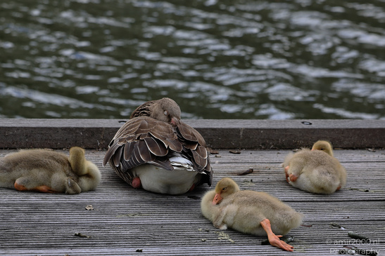 Geese_And_Goslings_Sleeping_On_Wooden_Dock_Birds_Photography_Nature_Photography_Canon_EOS_R5_Mark_II_2026_004.JPG