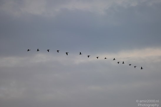 Geese_In_Flight_Over_Bijlmerbroek_Polder_Birds_Photography_Nature_Photography_Canon_EOS_R5_Mark_II_2026_001.JPG